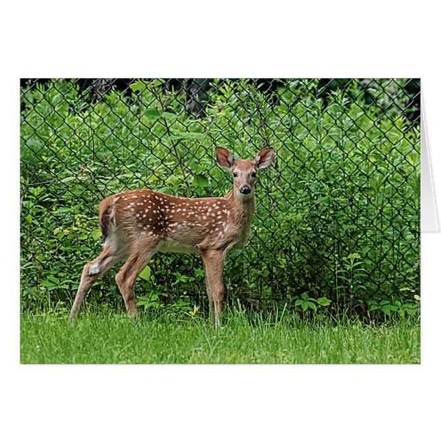 Fawn in front of a fence (Front Horizontal)