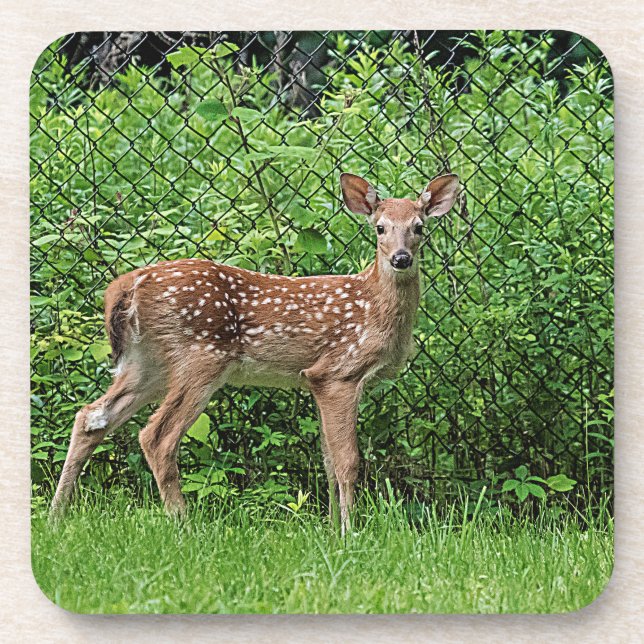 Fawn in front of a fence coaster (Front)