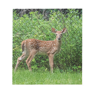 Fawn in front of a fence notepad