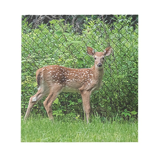 Fawn in front of a fence notepad (Front)