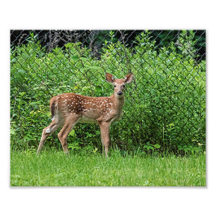 Fawn in front of a fence photo print