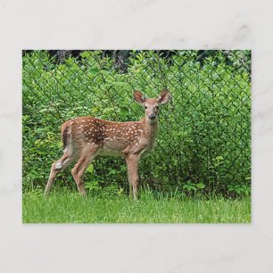 Fawn in front of a fence postcard