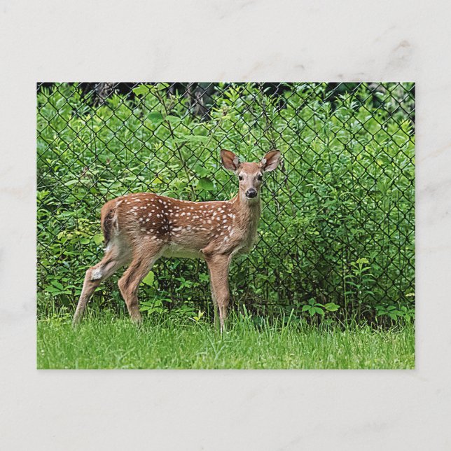 Fawn in front of a fence postcard (Front)