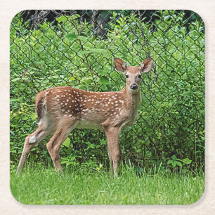 Fawn in front of a fence square paper coaster