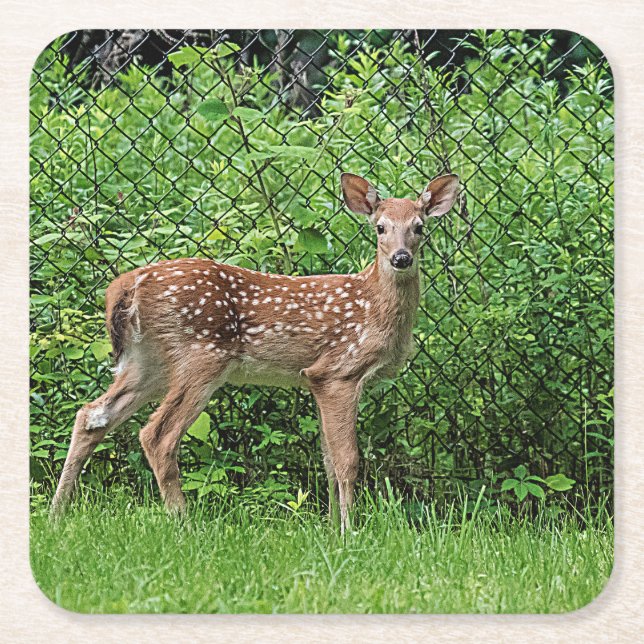 Fawn in front of a fence square paper coaster (Front)