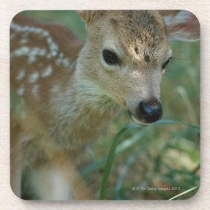 Fawn in Grass Coaster