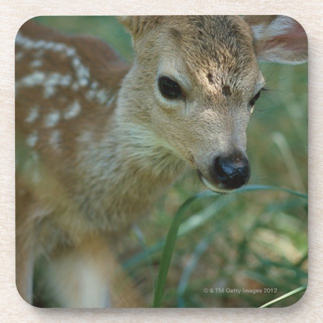 Fawn in Grass Coaster (Front)