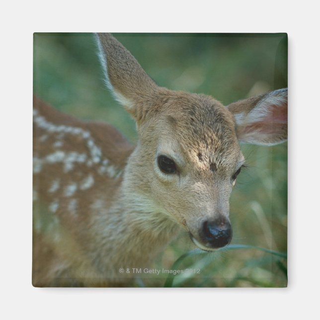 Fawn in Grass Magnet (Front)