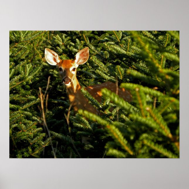 Fawn in Pine Trees Poster (Front)