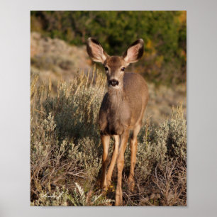 Fawn in the Wild Canvas Print