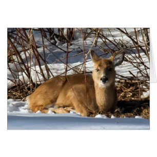 Fawn lying on grass