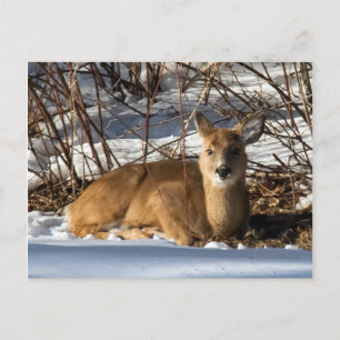 Fawn lying on grass postcard