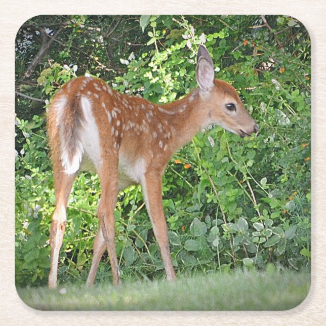 Fawn Party Coaster (Front)