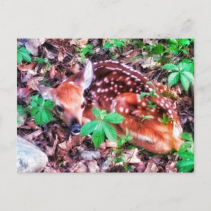 FAWN POSTCARD