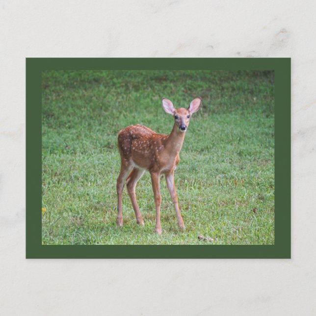 Fawn Postcard (Front)
