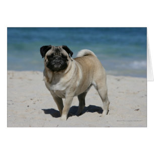 Fawn Pug at the Beach