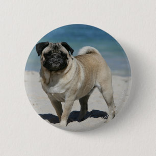 Fawn Pug at the Beach 6 Cm Round Badge
