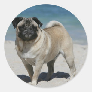 Fawn Pug at the Beach Classic Round Sticker