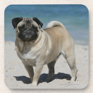Fawn Pug at the Beach Coaster