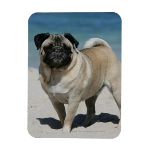 Fawn Pug at the Beach Magnet