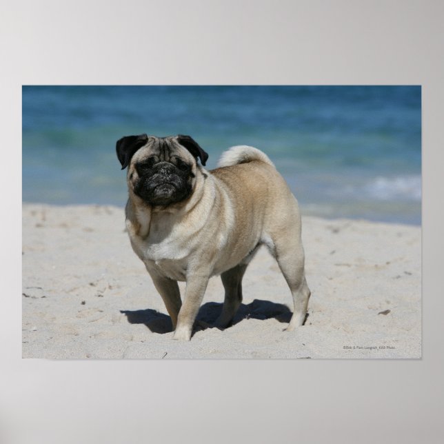 Fawn Pug at the Beach Poster (Front)