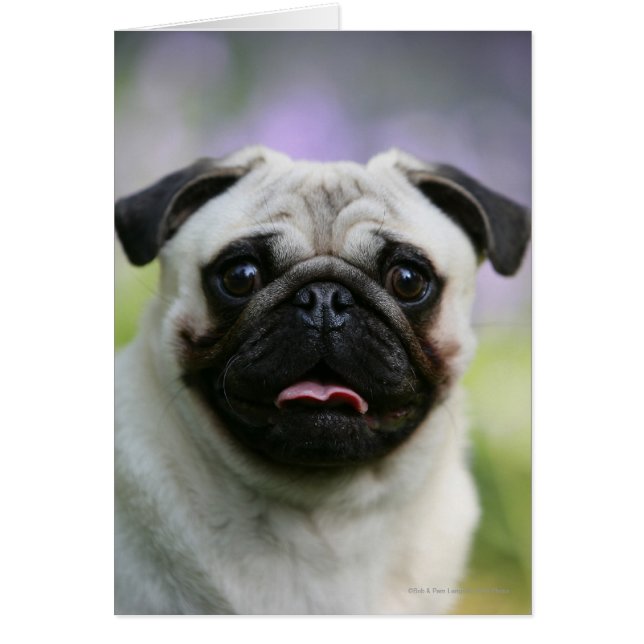 Fawn Pug on Alert (Front)