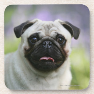 Fawn Pug on Alert Coaster