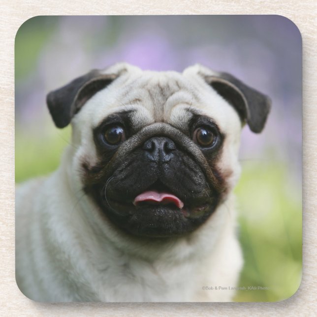 Fawn Pug on Alert Coaster (Front)