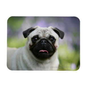 Fawn Pug on Alert Magnet