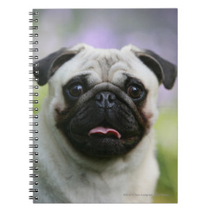 Fawn Pug on Alert Notebook