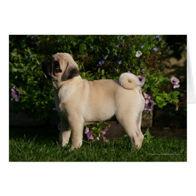 Fawn Pug Profile (Front Horizontal)