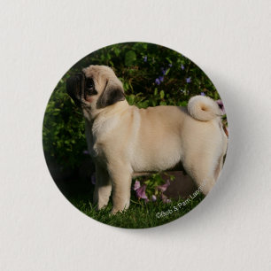 Fawn Pug Profile 6 Cm Round Badge