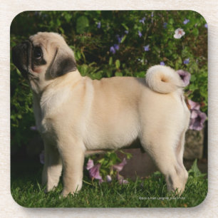 Fawn Pug Profile Coaster