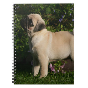 Fawn Pug Profile Notebook