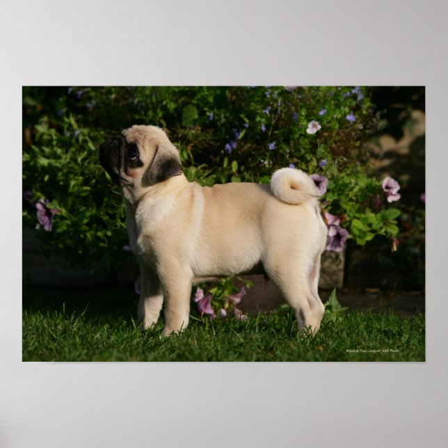 Fawn Pug Profile Poster (Front)
