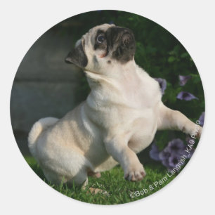 Fawn Pug Puppy Classic Round Sticker