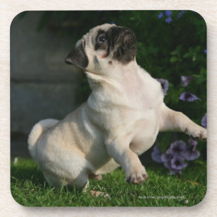 Fawn Pug Puppy Coaster