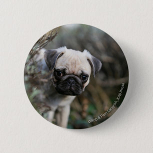 Fawn Pug Puppy Headshot 6 Cm Round Badge