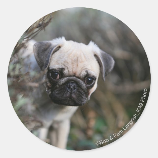 Fawn Pug Puppy Headshot Classic Round Sticker (Front)