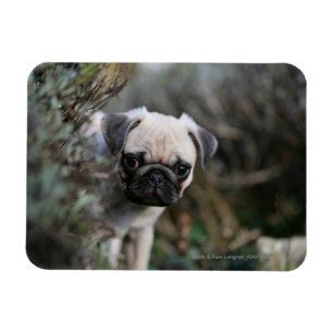 Fawn Pug Puppy Headshot Magnet