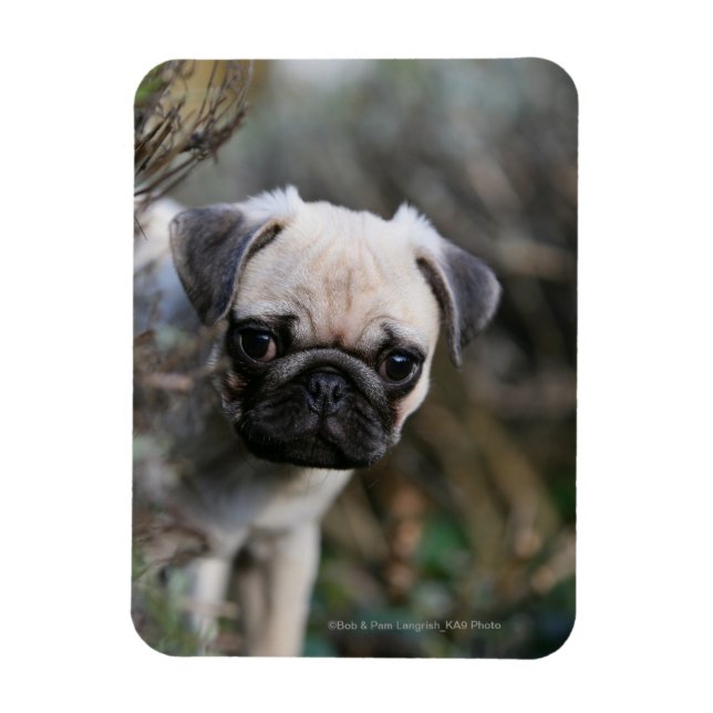 Fawn Pug Puppy Headshot Magnet (Vertical)