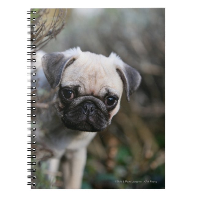 Fawn Pug Puppy Headshot Notebook (Front)