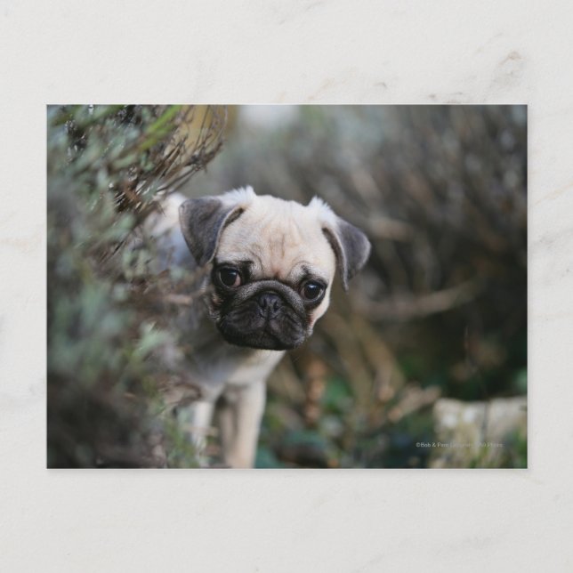 Fawn Pug Puppy Headshot Postcard (Front)