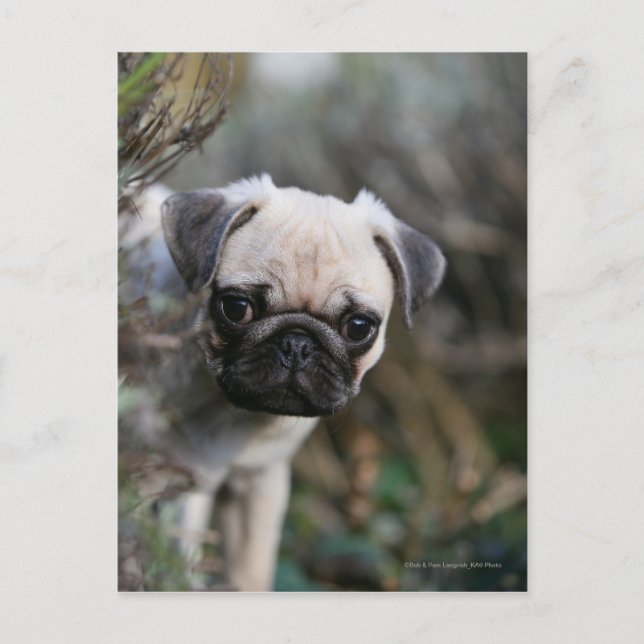 Fawn Pug Puppy Headshot Postcard (Front)