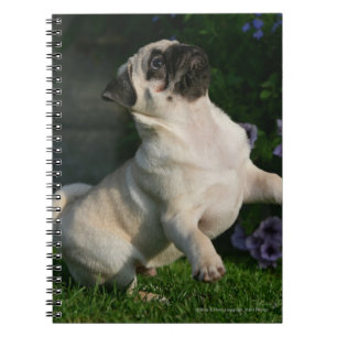 Fawn Pug Puppy Notebook