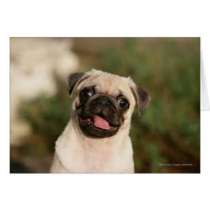 Fawn Pug Puppy Panting
