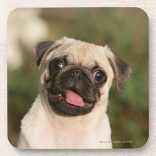 Fawn Pug Puppy Panting Coaster