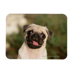 Fawn Pug Puppy Panting Magnet