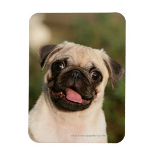 Fawn Pug Puppy Panting Magnet