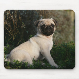 Fawn Pug Puppy Sitting Mouse Pad